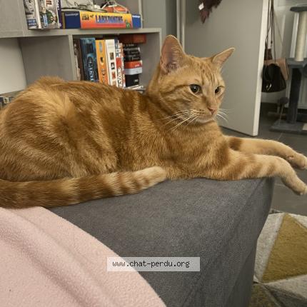 Photo de chat perdu à Saint Andre Les Vergers