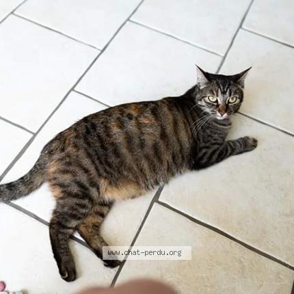 Photo 1/1 Chat retrouvé Perdu à Chateaumeillant