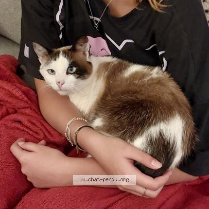 Photo de chat perdu à Parthenay De Bretagne