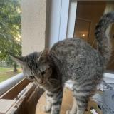 Photo de chat perdu à Lescar