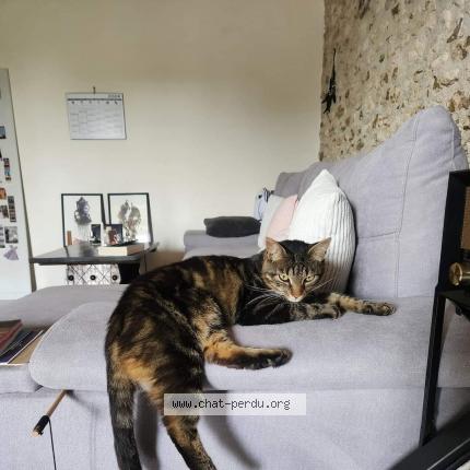 Photo 1/1 Loki Chat perdu à Barzan