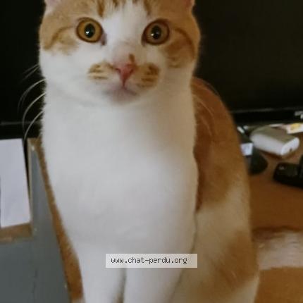 Photo de chat perdu à Baerendorf