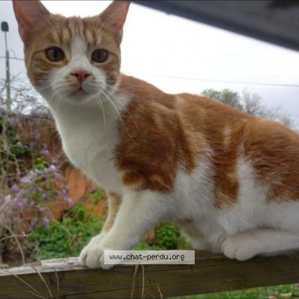 Photo 1/1 Rroû Chat perdu à Perouges