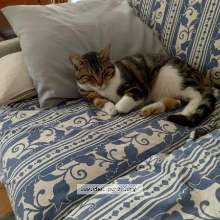 Photo 1/1 Chat retrouvé Perdu à Tours
