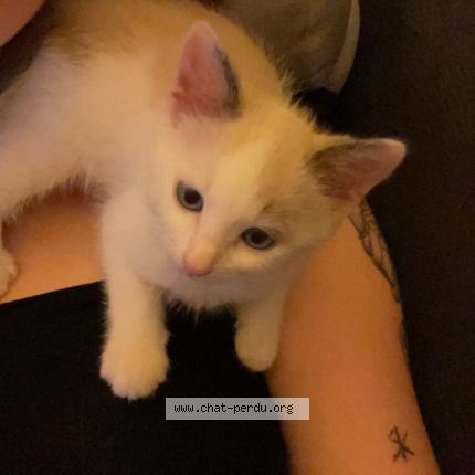 Photo de chat perdu à Saint Malo