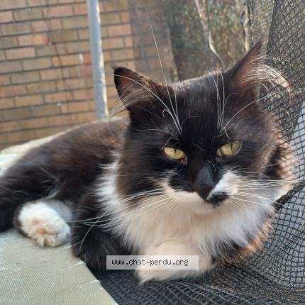 Photo 1/1 Kiwi Chat perdu à Bruxelles