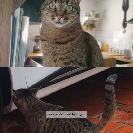 Photo 1/1 Chat retrouvé Perdu à Castres