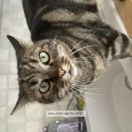 Photo 1/1 Chat retrouvé Trouvé à Draguignan