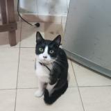 Photo de chat perdu à Corrientes