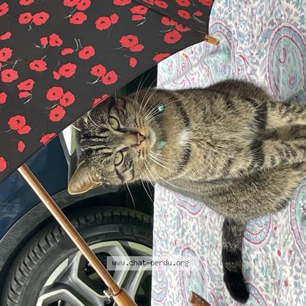 Photo de chat perdu à Cerny