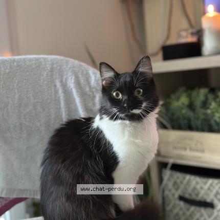 Photo de chat perdu à Nantes