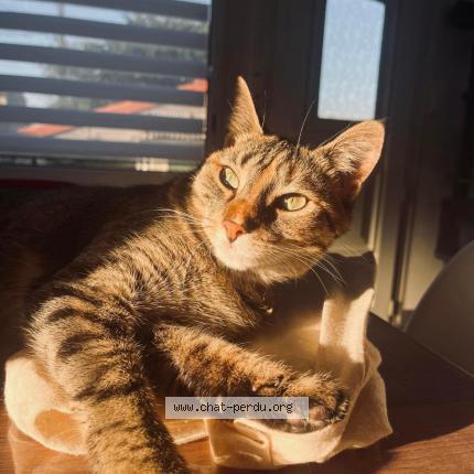 Photo de chat perdu à Roussay