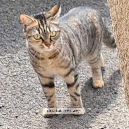 Photo 1/1 Mayka Chat perdu à Dannes