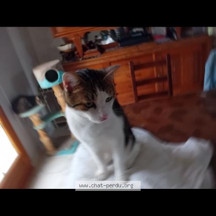 Photo de chat perdu à Saint Lye La Foret