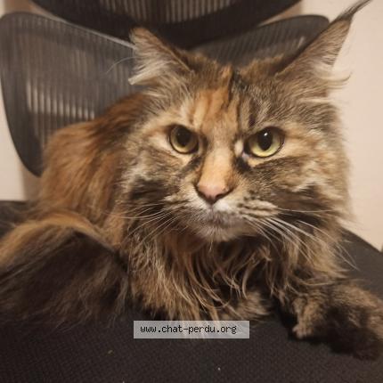 Photo de chat perdu à Toulouse