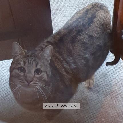 Photo de chat perdu à Avignon