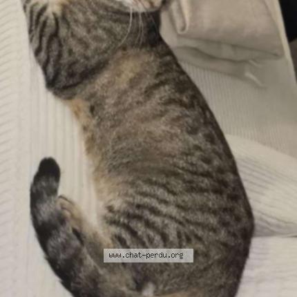 Photo de chat perdu à Rousson