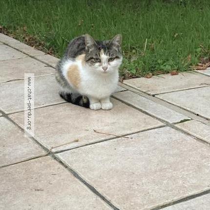 Photo 1/1 Chat retrouvé Trouvé à Soulac Sur Mer