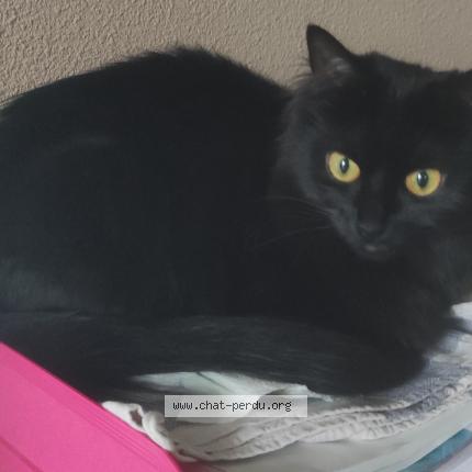 Photo 1/1 Chat retrouvé Perdu à Saint Sebastien Sur Loire