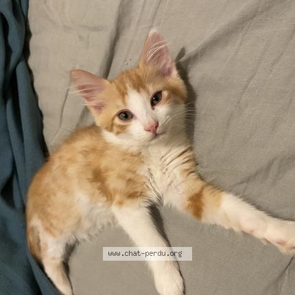 Photo de chat perdu à Voiron