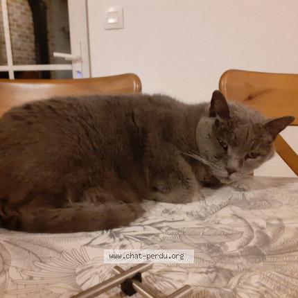 Photo 1/1 Chat retrouvé Perdu à Saint prest