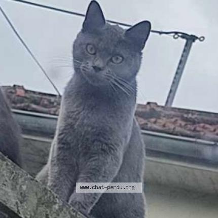 Photo 1/1 Yvi Chat perdu à Congy