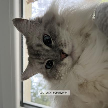 Photo de chat perdu à Taissy