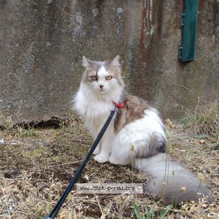 Photo de chat perdu à Toulouse