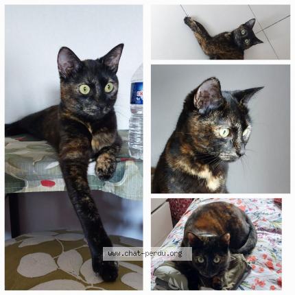 Photo de chat perdu à Montauban