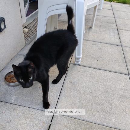 Photo 1/1 Chat retrouvé Trouvé à Champs Sur Marne