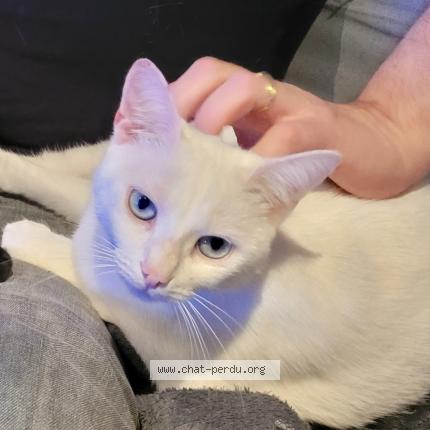 Photo 1/1 SATAN Chat perdu à Terce