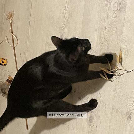 Photo de chat perdu à Pignans
