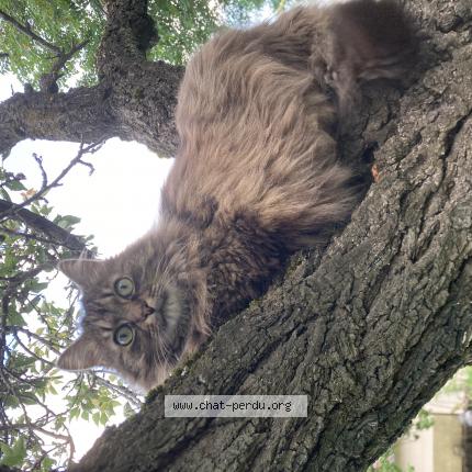 Photo 1/1 JOJO Chat perdu à Chamalieres