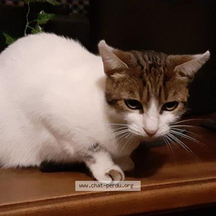 Photo 1/1 Chat retrouvé Trouvé à Marmande