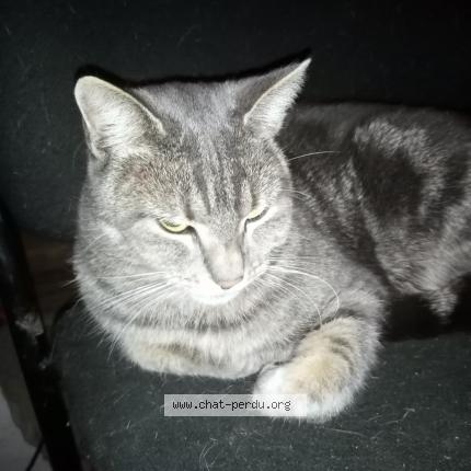Photo 1/1 Chat retrouvé Perdu à Fontenoy