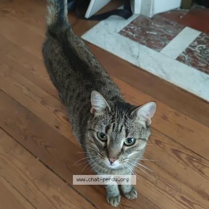 Photo de chat perdu à Laigneville