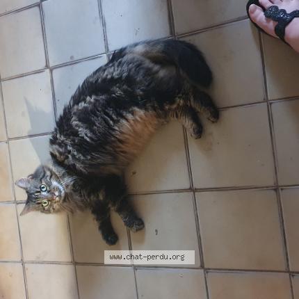 Photo de chat perdu à Puiseaux