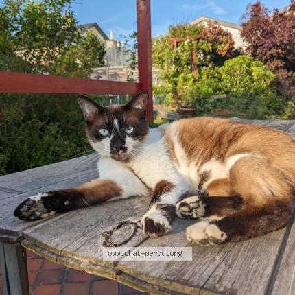 Photo 1/1 Chat retrouvé Perdu à Le havre