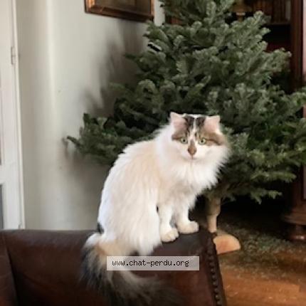 Photo de chat perdu à Le Raincy