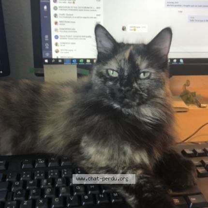 Photo de chat perdu à Saint Jean Du Thenney