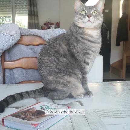 Photo de chat perdu à Neuille Pont Pierre
