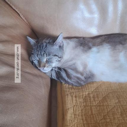 Photo de chat perdu à Blois
