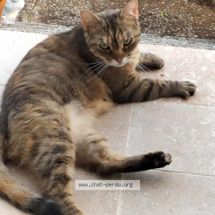 Photo de chat perdu à Thiberville