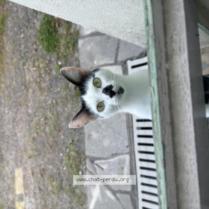 Photo de chat trouvé à Clere Sur Layon