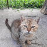 Photo de chat perdu à Henin Beaumont