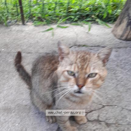 Photo 1/1 Chat retrouvé Perdu à Henin beaumont