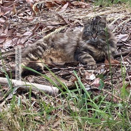 Photo 1/1 Chat retrouvé Perdu à Saint Andre De Cubzac