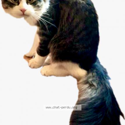 Photo de chat perdu à Paris 19