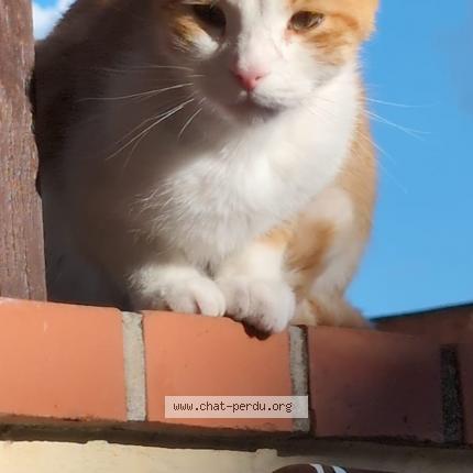 Photo 1/1 Chat retrouvé Perdu à Le Havre