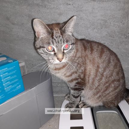 Photo 1/1 Chat retrouvé Trouvé à Grenoble